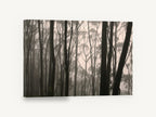 Gum Trunks in Fog, misty eucalyptus forest photograph, landscape canvas wall art print ready to hang