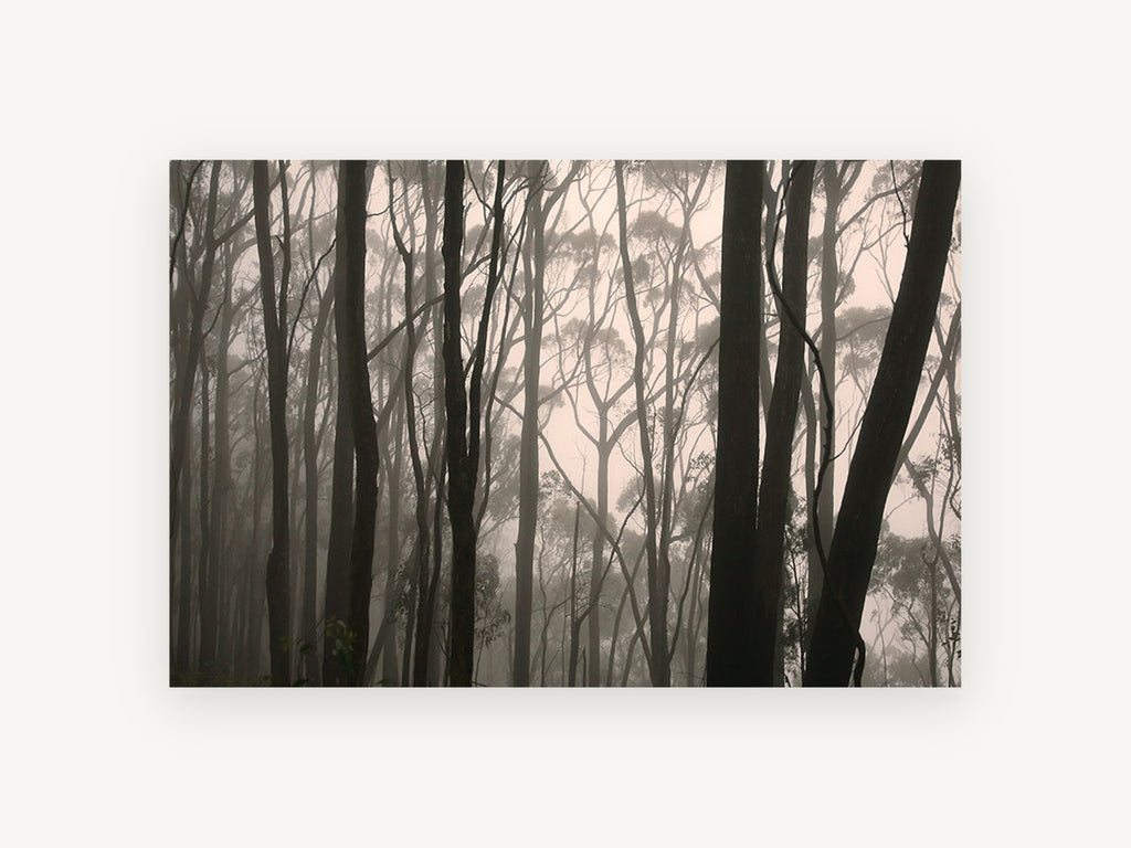 Gum Trunks in Fog, misty eucalyptus forest photograph, landscape canvas wall art print, front view
