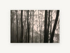 Gum Trunks in Fog, misty eucalyptus forest photograph, landscape canvas wall art print, front view