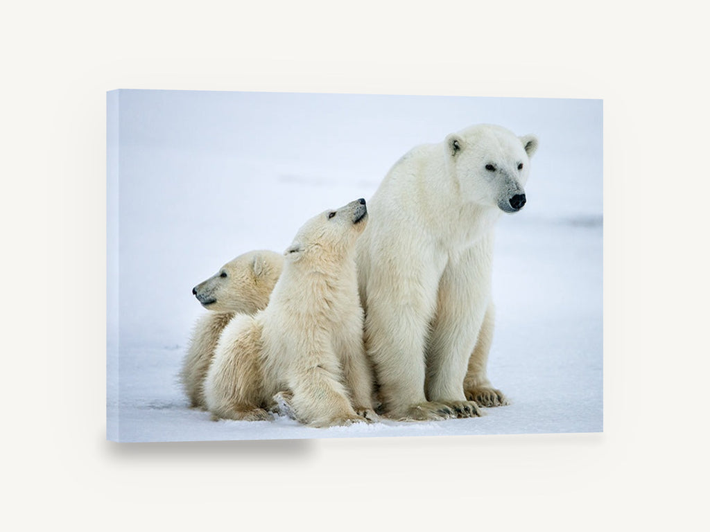 Arctic Family Huddle, polar bear and cubs photograph, animal canvas wall art print ready to hang