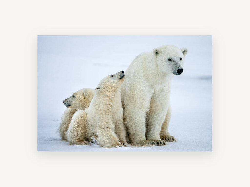 Arctic Family Huddle, polar bear and cubs photograph, animal canvas wall art print, front view