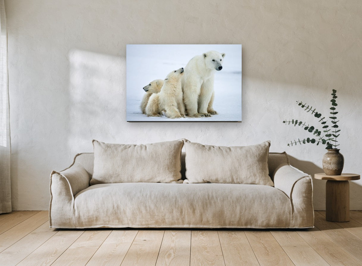Arctic Family Huddle animal canvas print on the wall of a living room
