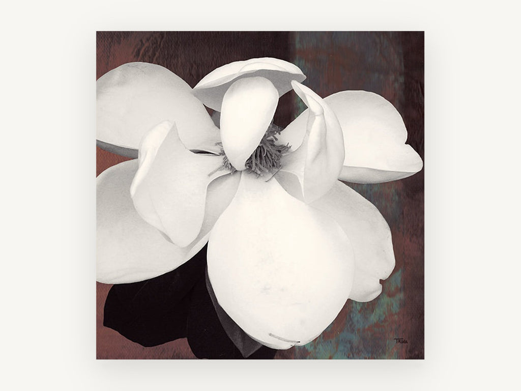 Open Cream Magnolia, floral canvas wall art print, front view