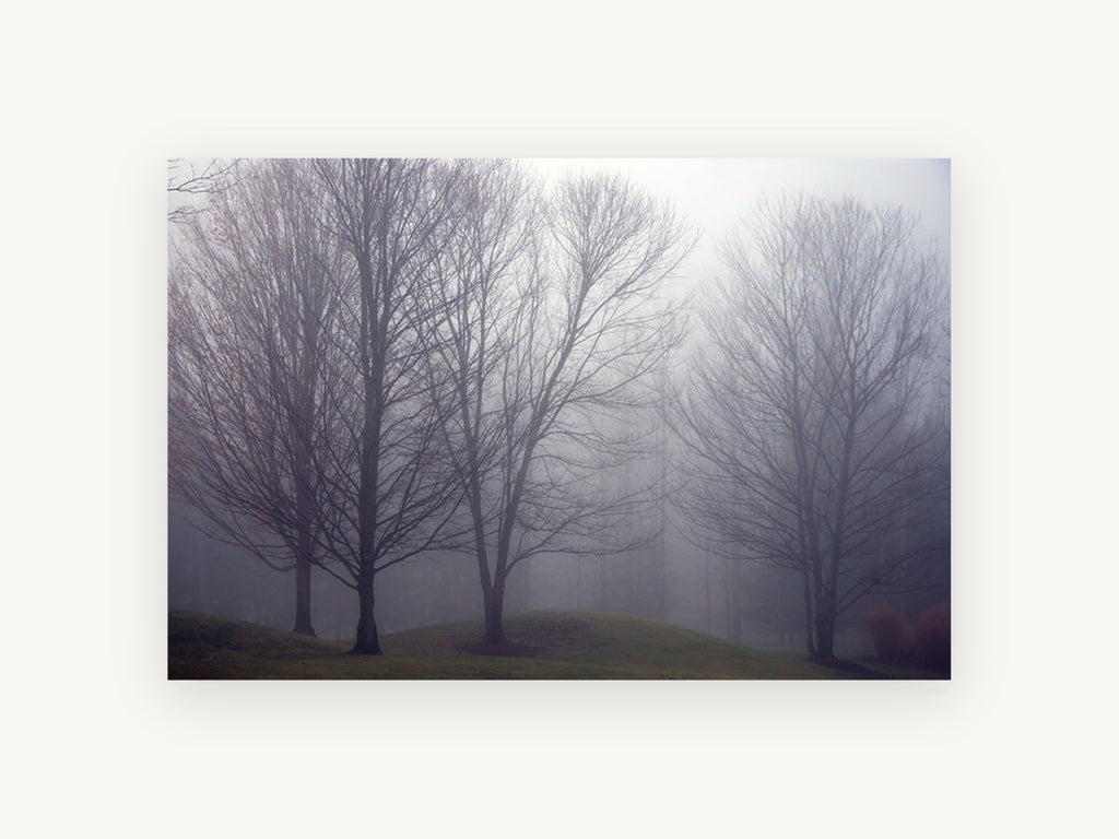 Bare Trees in Fog, misty bare trees fog photograph, landscape canvas wall art print, front view