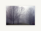 Bare Trees in Fog, misty bare trees fog photograph, landscape canvas wall art print, front view