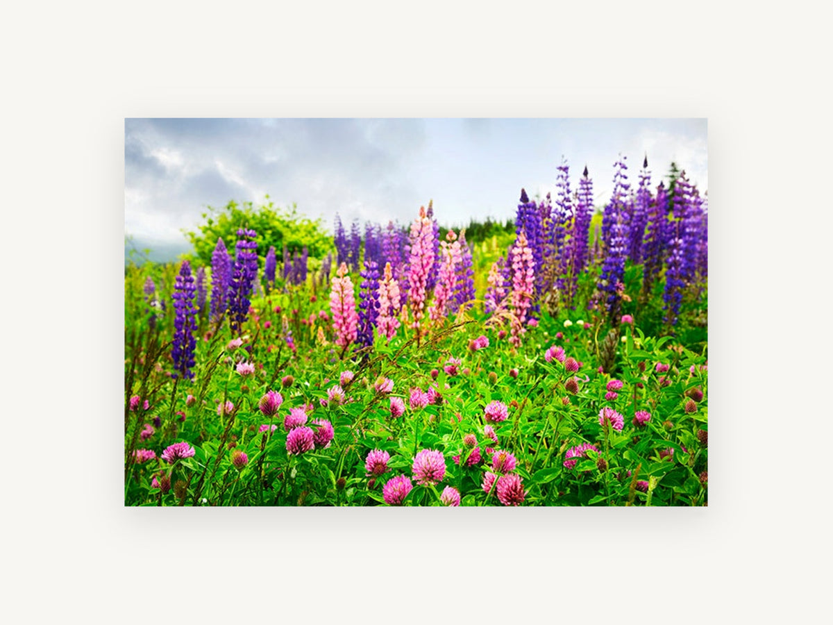 Lupin Meadow Bloom, floral canvas wall art print, front view