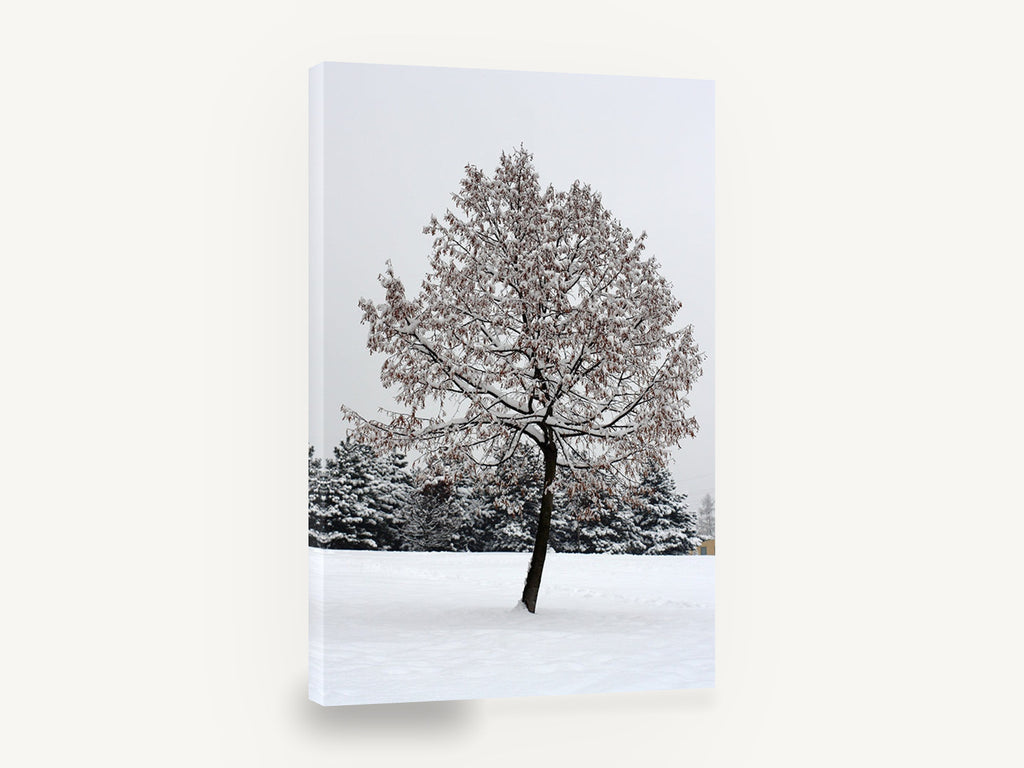 Snow-Laden Winter Tree, snow covered tree winter photograph, floral canvas wall art print ready to hang