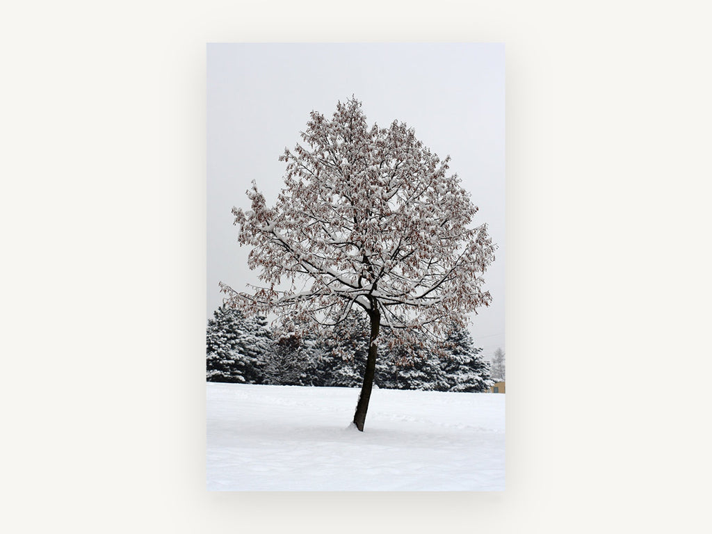 Snow-Laden Winter Tree, floral canvas wall art print, front view