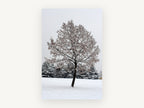 Snow-Laden Winter Tree, floral canvas wall art print, front view