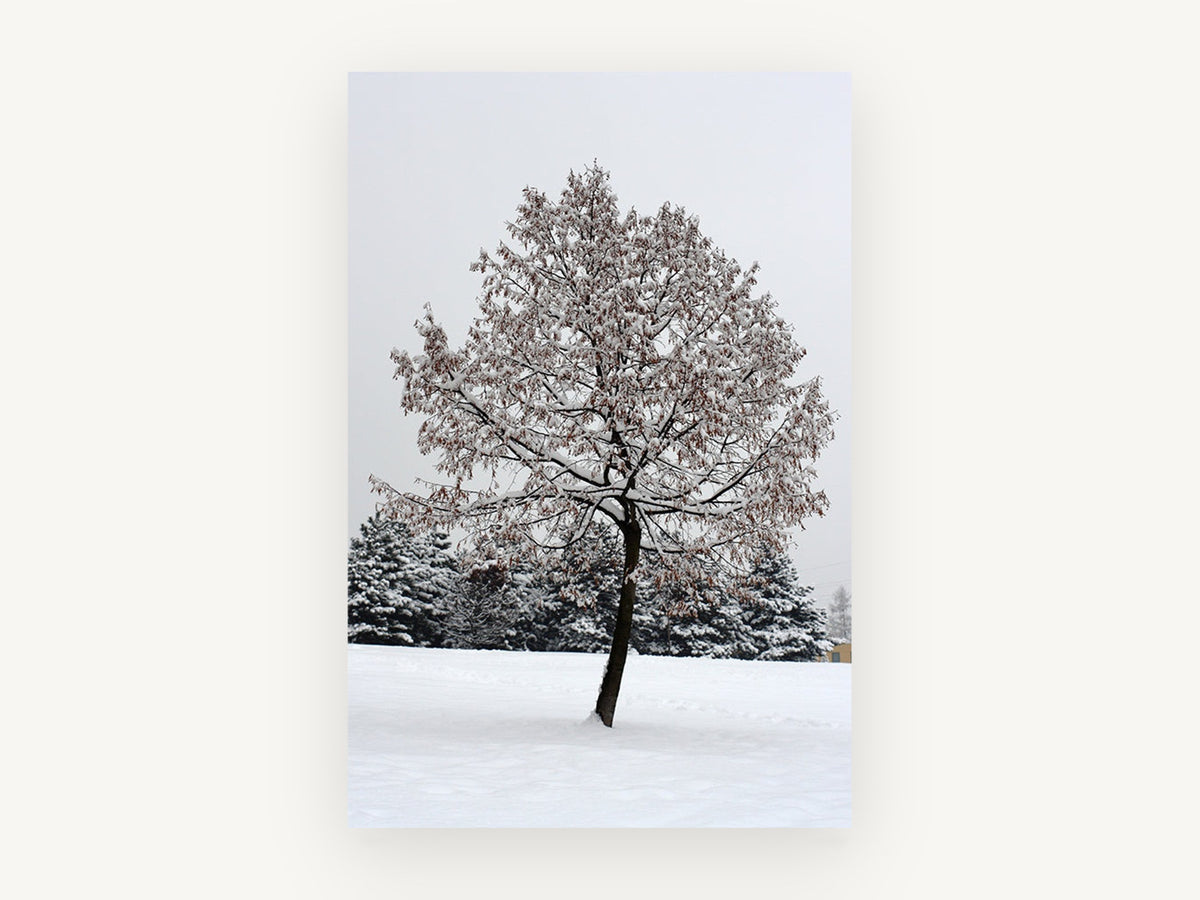 Snow-Laden Winter Tree, floral canvas wall art print, front view