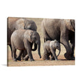 African Elephant Wall Art Print