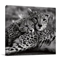 Cheetah With Cub Wall Art Print