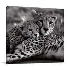 Cheetah With Cub Wall Art Print