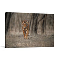 Wildlife Tiger Wall Art Print