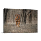 Wildlife Tiger Wall Art Print