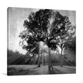 Black and White Trees Wall Art Print