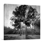 Black and White Trees Wall Art Print