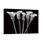 Lilies at Night Wall Art Print