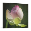 Lotus Bud Wall Art Print