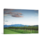 Lavender Farm Queensland Wall Art Print
