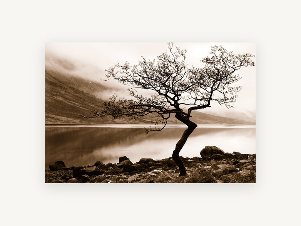 Lone Tree Sepia Shore, lone tree misty lake photograph, landscape canvas wall art print, front view
