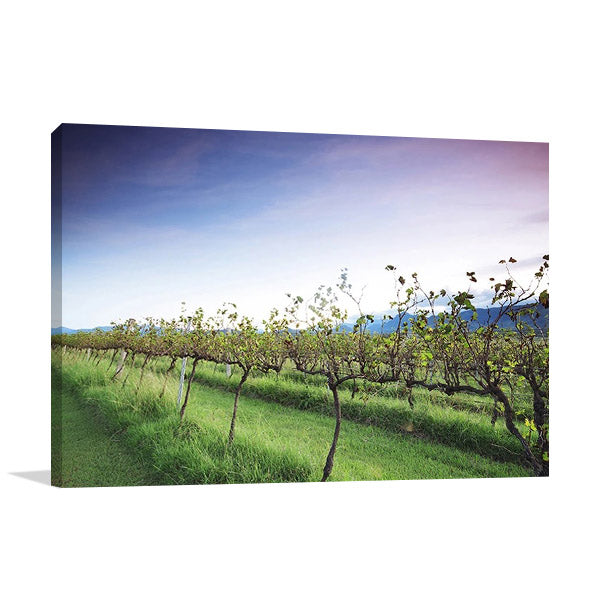 Queensland Lavender Farm Wall Art Print