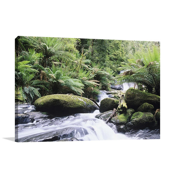 Rainforest Queensland Australia Wall Art Print