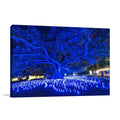 Sydney Light Festival Wall Art Print