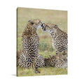Loving Cheetah Wall Art Print
