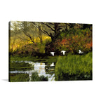 Pond Flight Wall Art Print