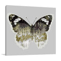 Painted Butterfly I Wall Art Print