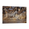 Running Zebras Wall Art Print