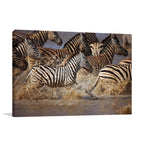 Running Zebras Wall Art Print