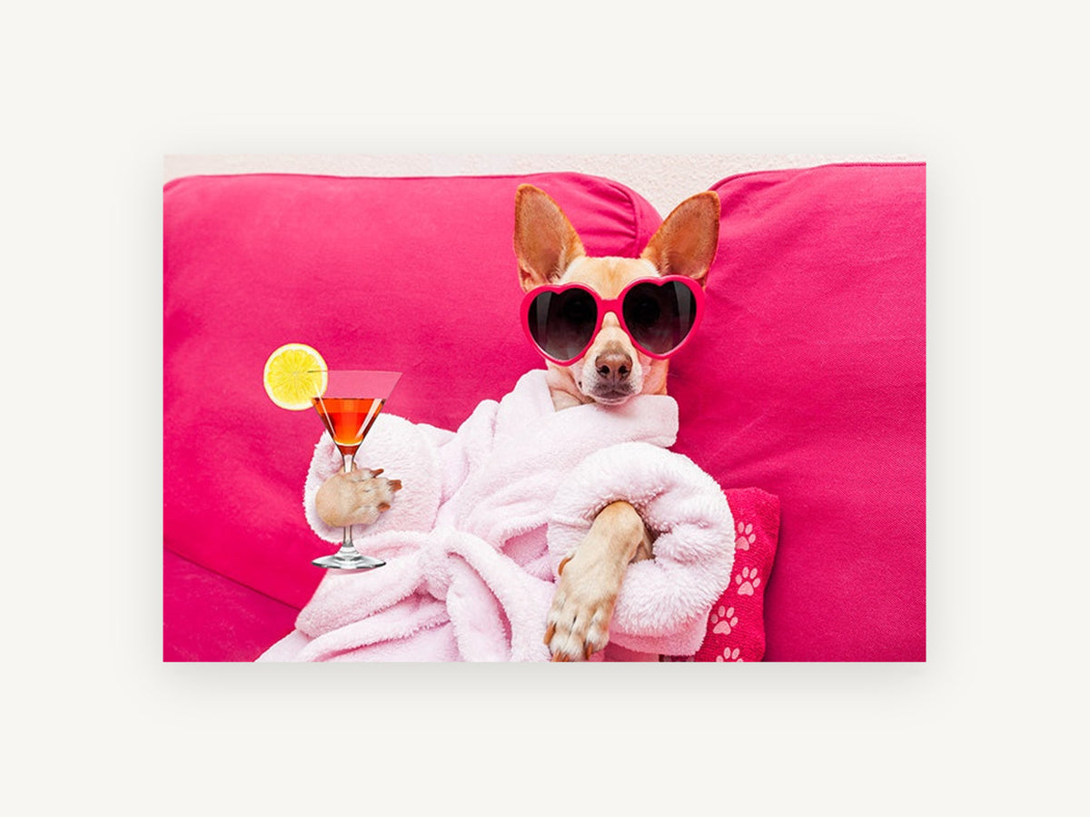 Spa Day Chihuahua, funny chihuahua spa day photograph, animal canvas wall art print, front view
