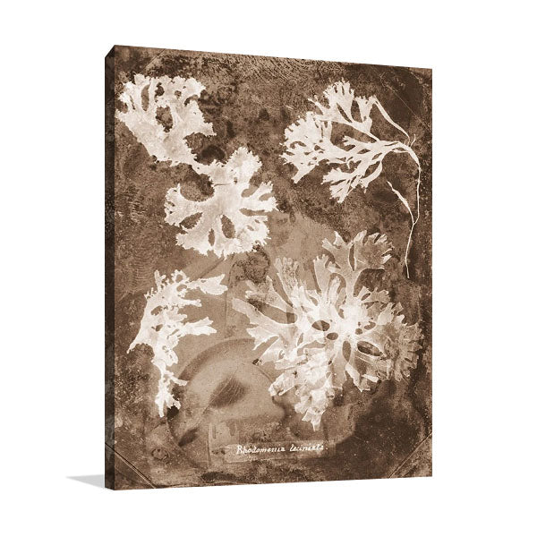 Natural Forms Sepia I Wall Art Print