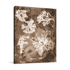 Natural Forms Sepia I Wall Art Print
