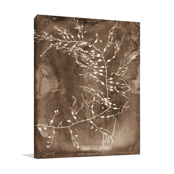 Natural Forms Sepia II Wall Art Print