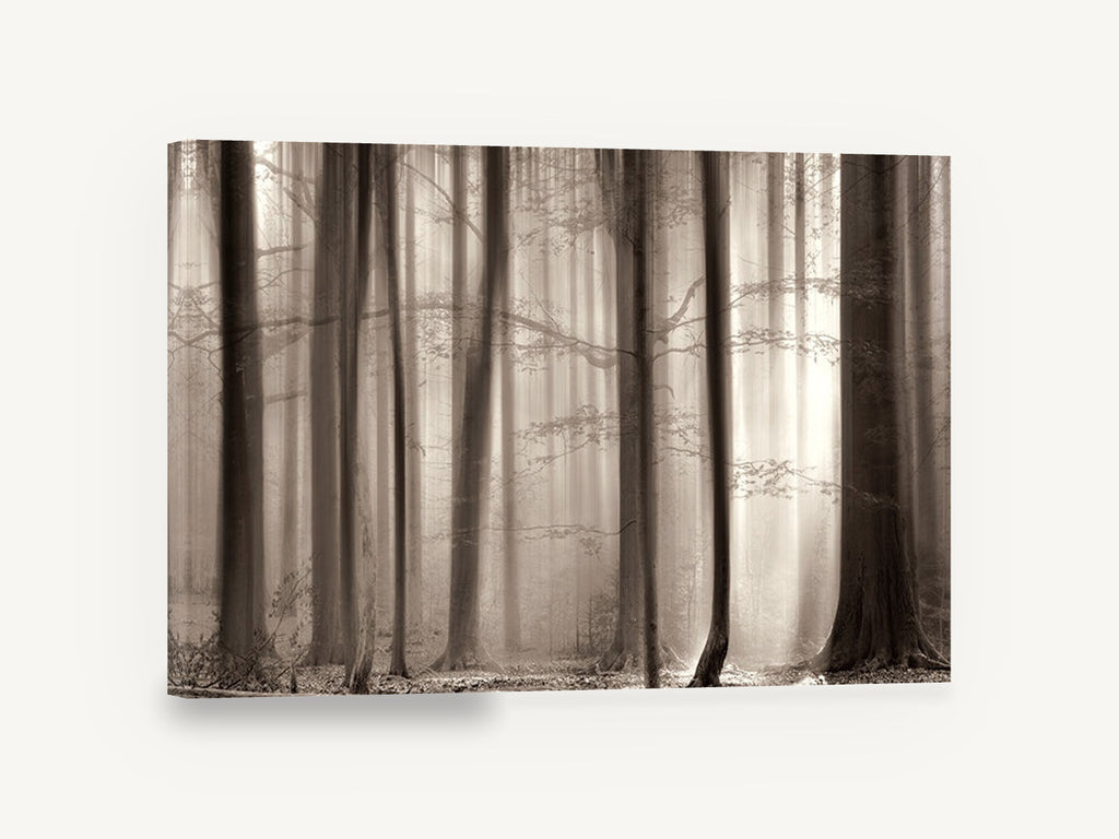 Sepia Beech Light, sepia misty beech forest photograph, landscape canvas wall art print ready to hang