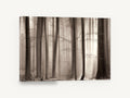 Sepia Beech Light, sepia misty beech forest photograph, landscape canvas wall art print ready to hang