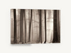 Sepia Beech Light, sepia misty beech forest photograph, landscape canvas wall art print ready to hang