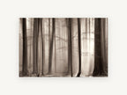 Sepia Beech Light, sepia misty beech forest photograph, landscape canvas wall art print, front view
