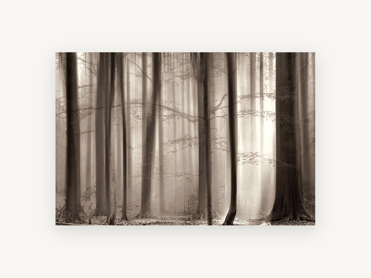 Sepia Beech Light, sepia misty beech forest photograph, landscape canvas wall art print, front view