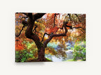 Maple Over Still Pond, autumn japanese maple pond photograph, landscape canvas wall art print ready to hang