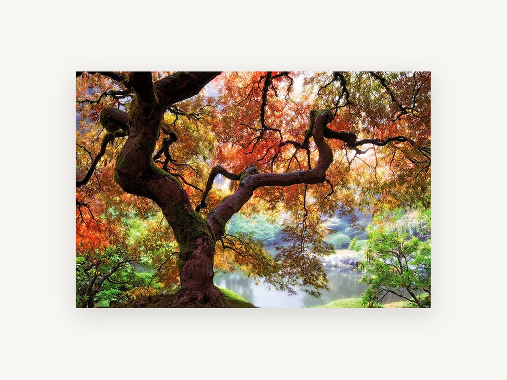 Maple Over Still Pond, autumn japanese maple pond photograph, landscape canvas wall art print, front view