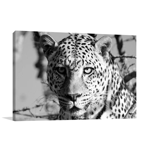 Wildlife Leopard Wall Art Print