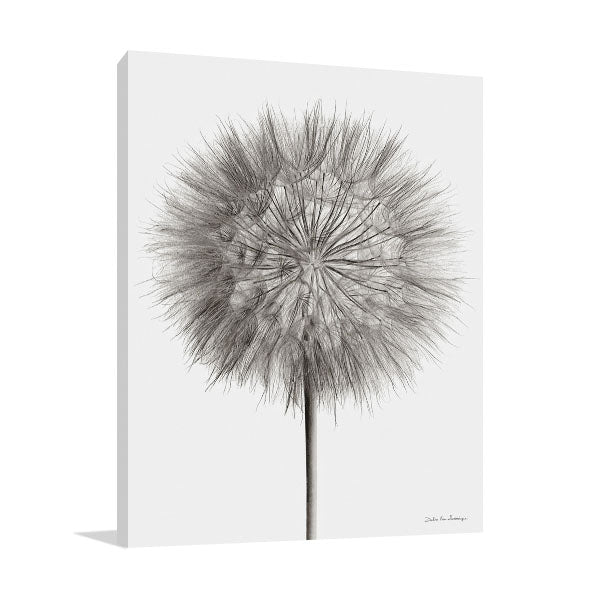 Dandelion Fluff on White Wall Art Print