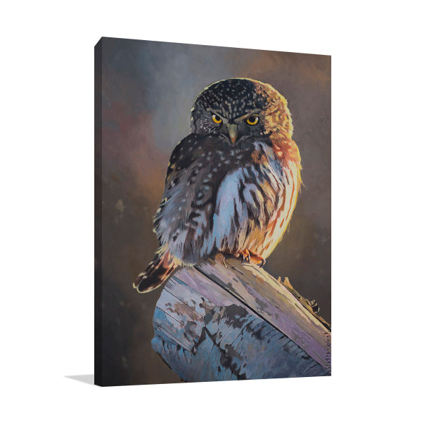 Northern Pygmy Owl Wall Art Print