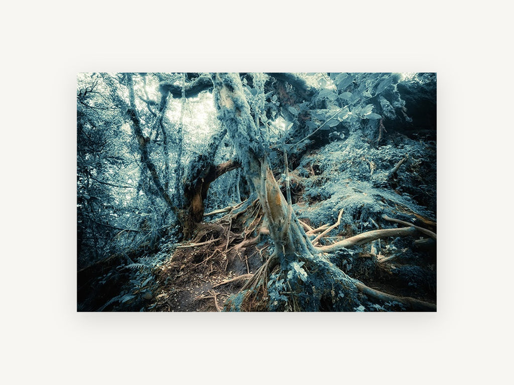 Mossy Root Hollow, mossy forest roots photograph, landscape canvas wall art print, front view