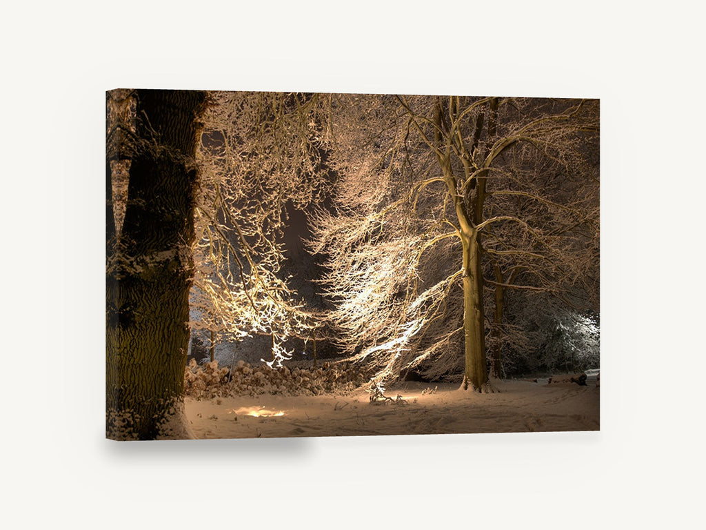 Lantern-Lit Snowy Beeches, snow covered trees at night photograph, landscape canvas wall art print ready to hang