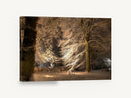 Lantern-Lit Snowy Beeches, snow covered trees at night photograph, landscape canvas wall art print ready to hang